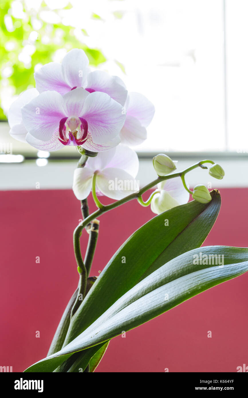 Elegante und Schöne Orchidee Blumen im Zimmer Stockfoto