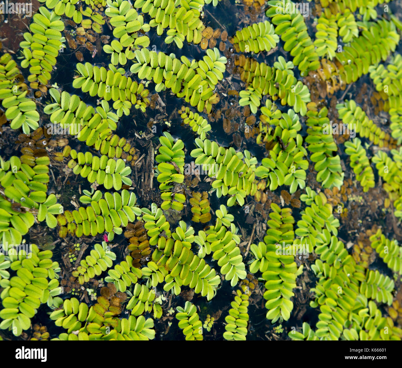 Floating farn Salvinia natans auf Wasser Oberflche Stockfotografie - Alamy