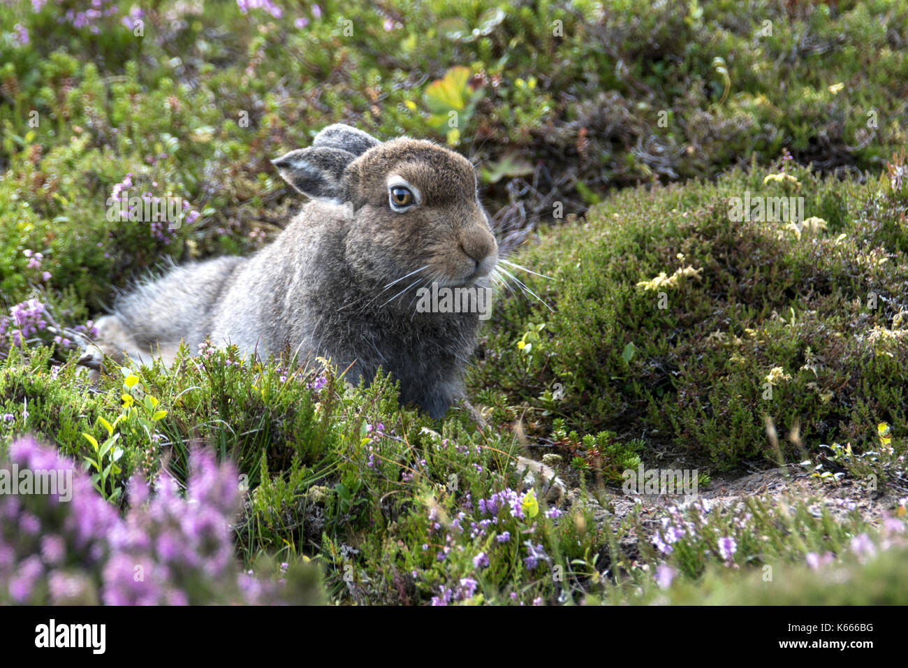 Schneehase (Lepus timidus), Scottish Highlands, August 2017 Stockfoto