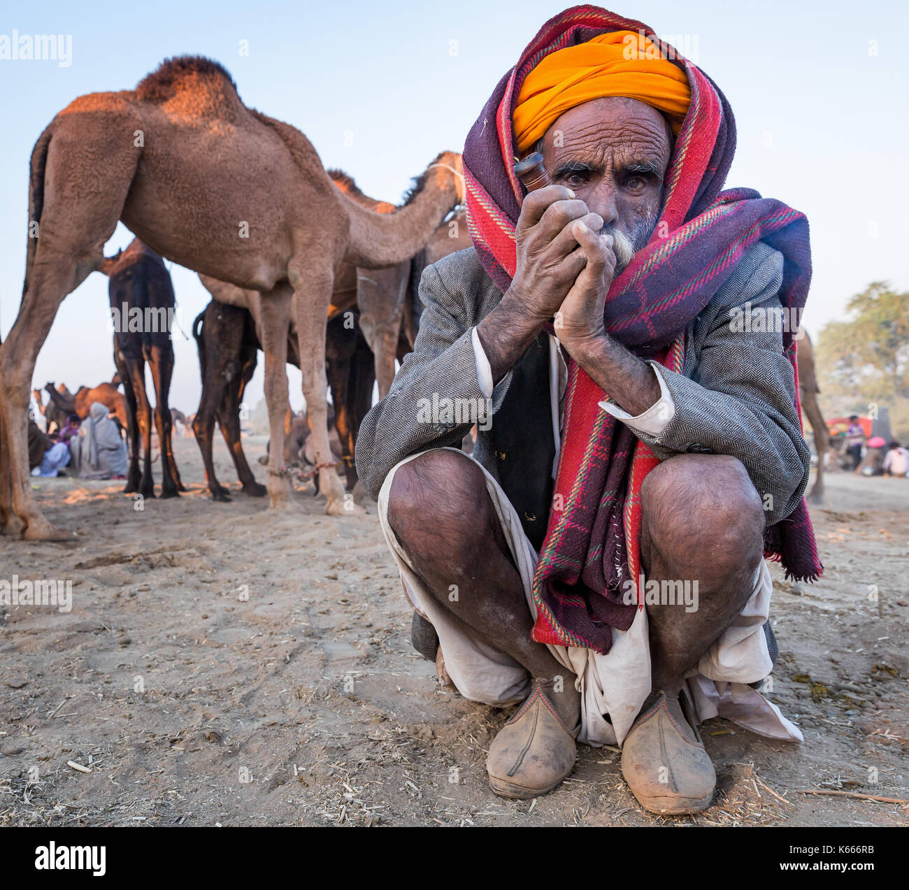 Ältere Rajasthani Mann Rauchen ein Hash pipe unter seine Kamele, Pushkar Mela, Rajasthan, Indien Stockfoto