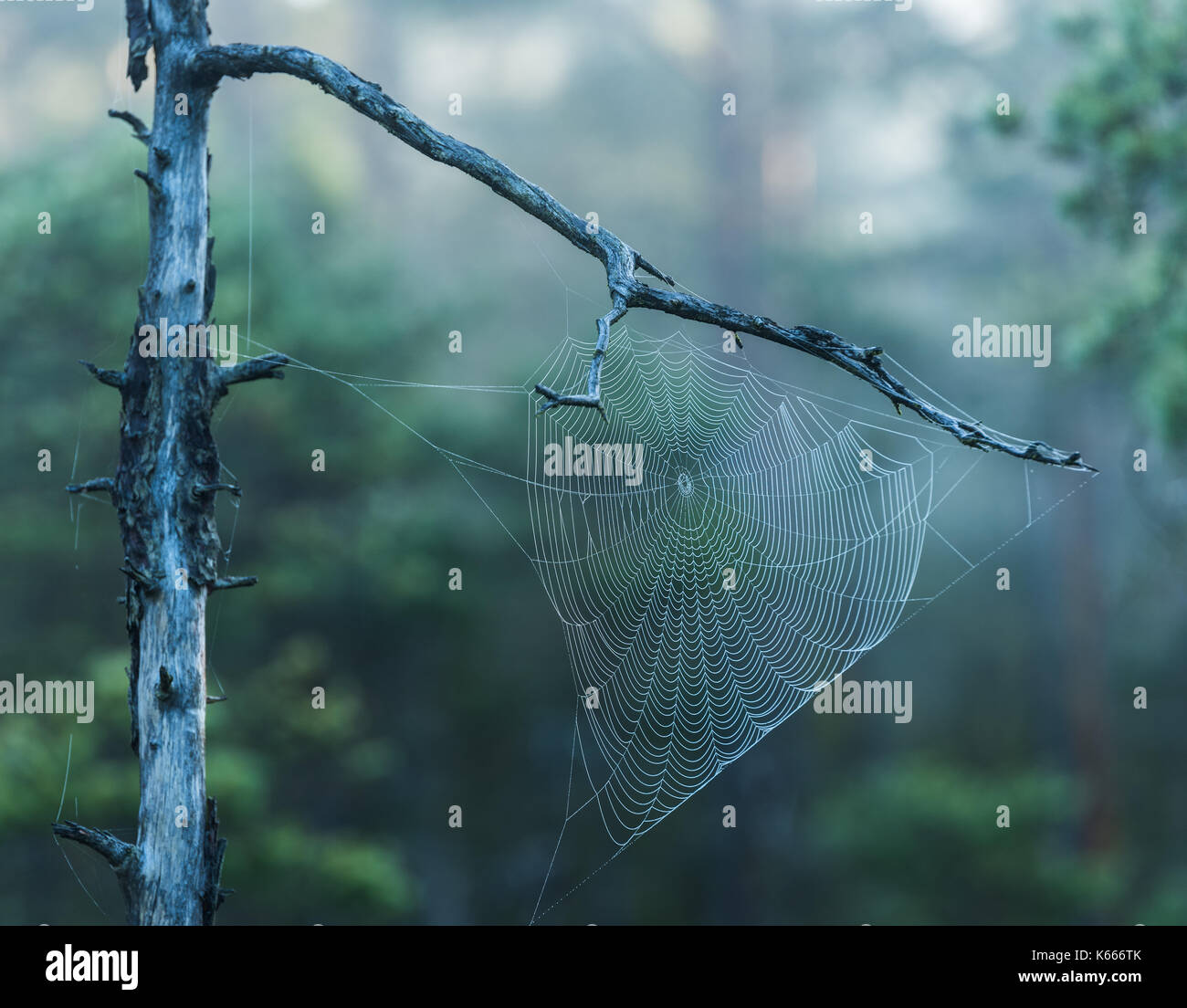 Spinnennetz mit Tautropfen am frühen Morgen ich eine Swedesh Wald Stockfoto