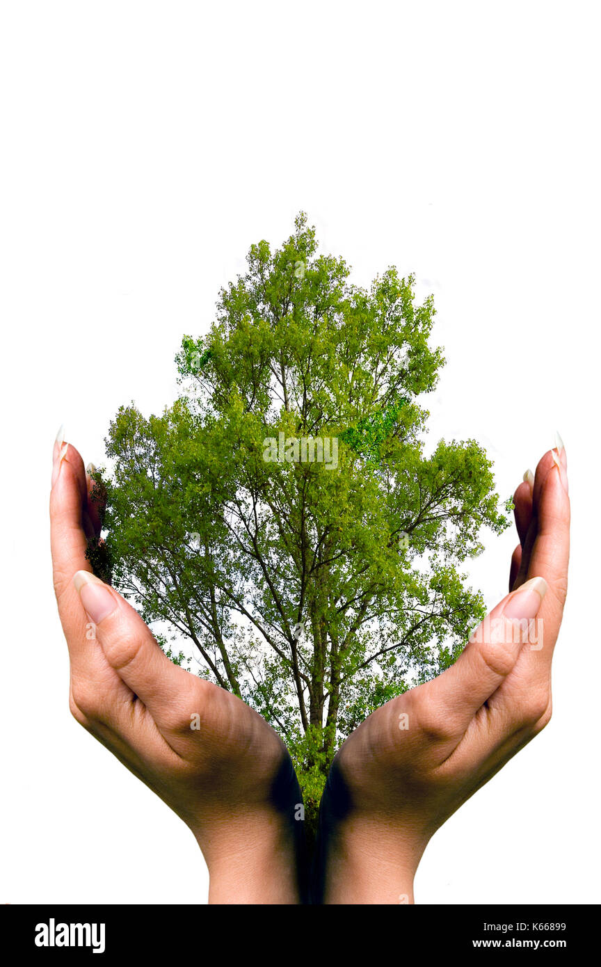 Hände zum Schutz eines Baums, unserer Erde Konzept speichern Stockfoto