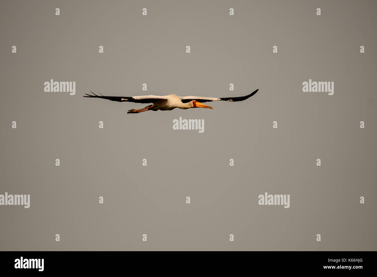Yellow billed Stork im Flug Stockfoto