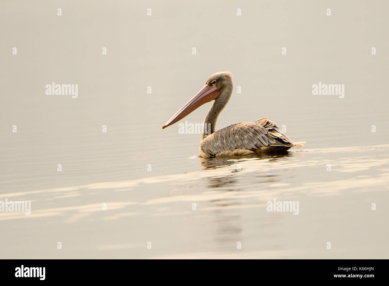 Rosa gesichert pelican Schwimmen Stockfoto