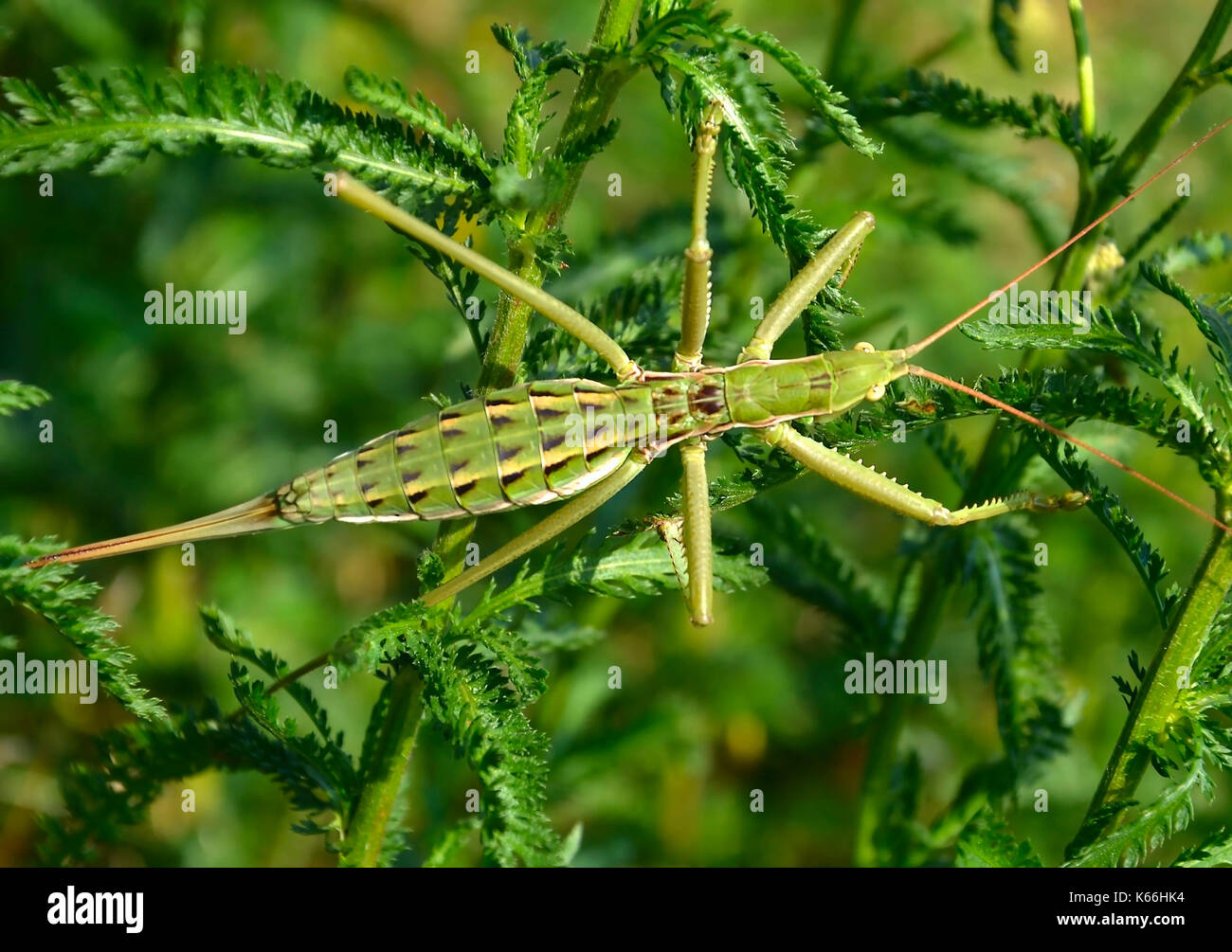 Saga pedo ist eine Pflanzenart aus der Gattung der Bush Cricket, das macht es zu einem der größten europäischen Insekten, räuberischen Bush Cricket Stockfoto