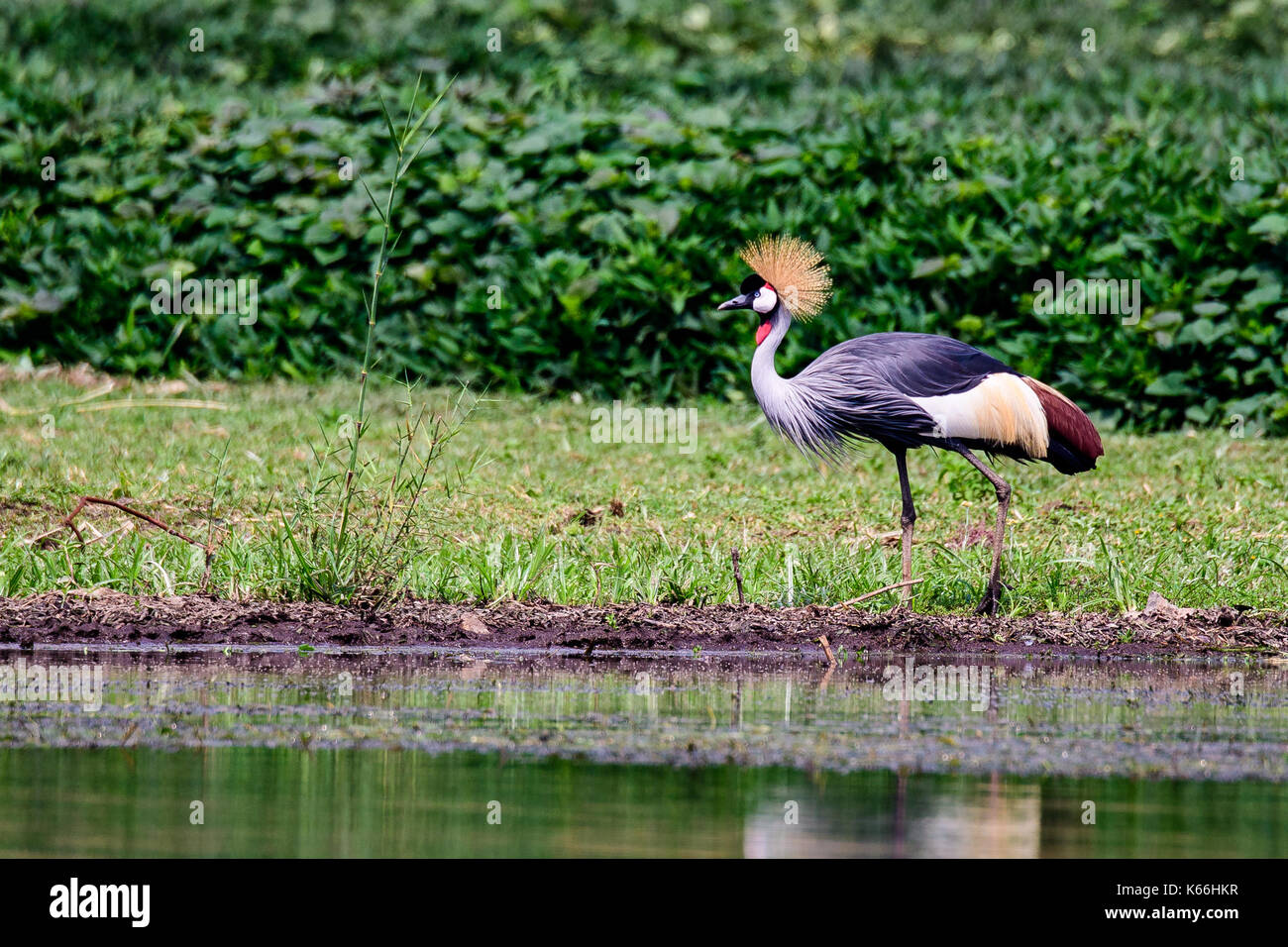 Grau gekrönt Kran Wandern am Wasser Stockfoto