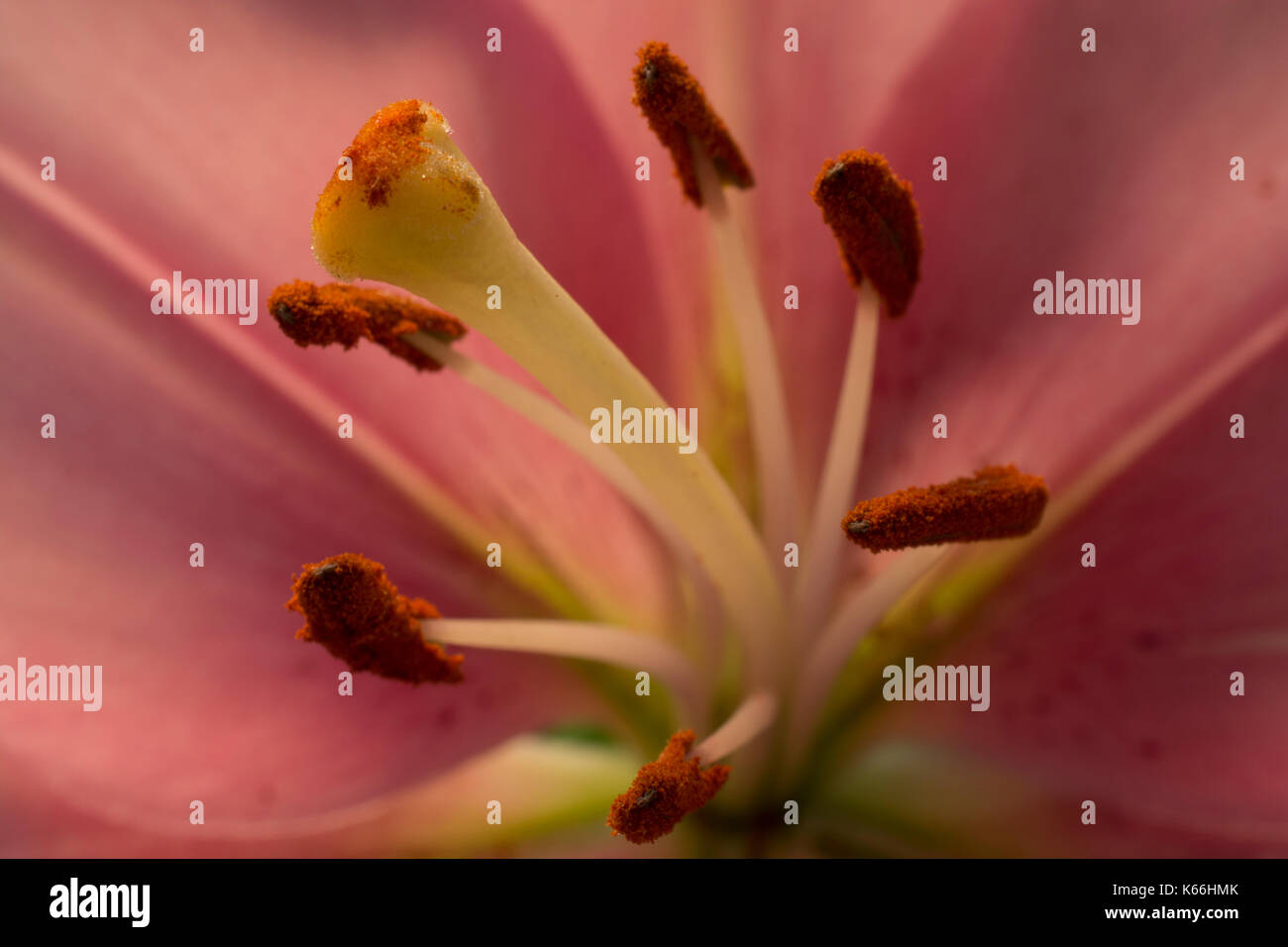 Rosa schöne Blume. die Abschnitte der Blume. Männliche und weibliche Organe. die Fortpflanzungsorgane Stockfoto
