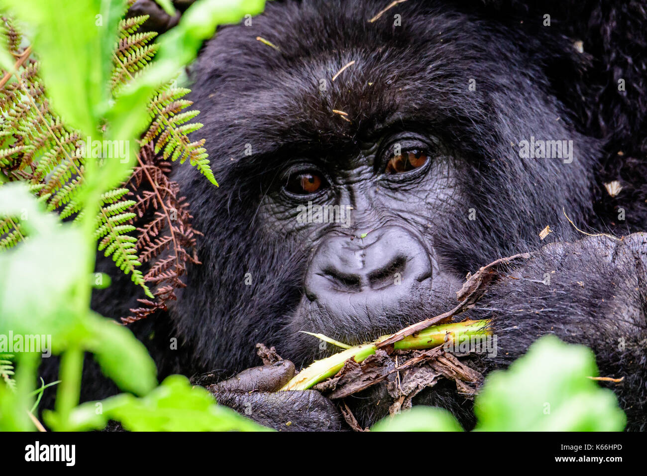 Kopf einer weiblichen Mountain Gorilla Stockfoto