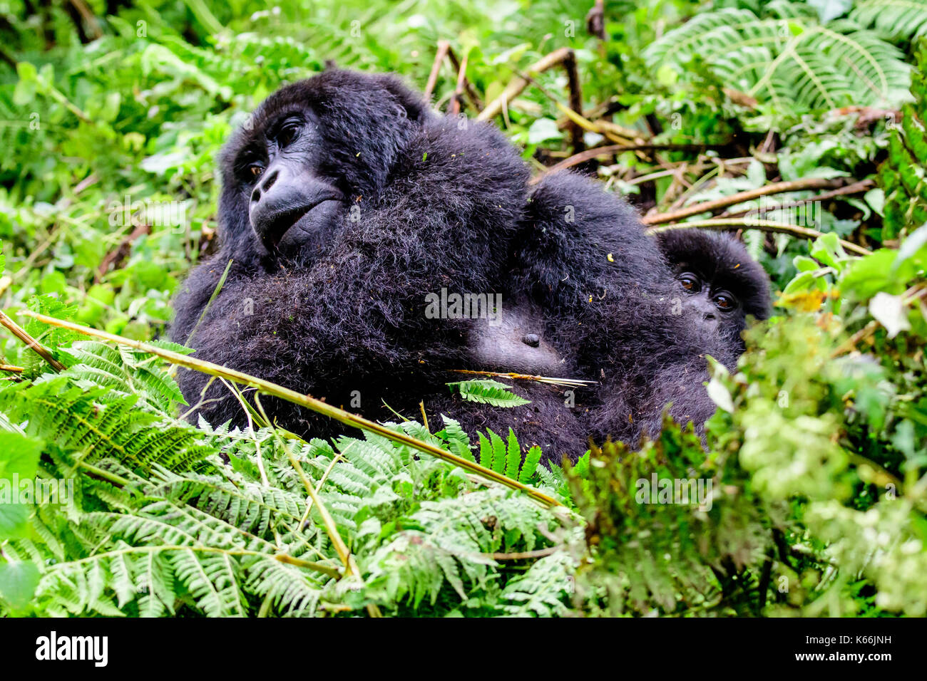Neugierig Baby Mountain Gorilla peering von hinter seiner Mama Stockfoto