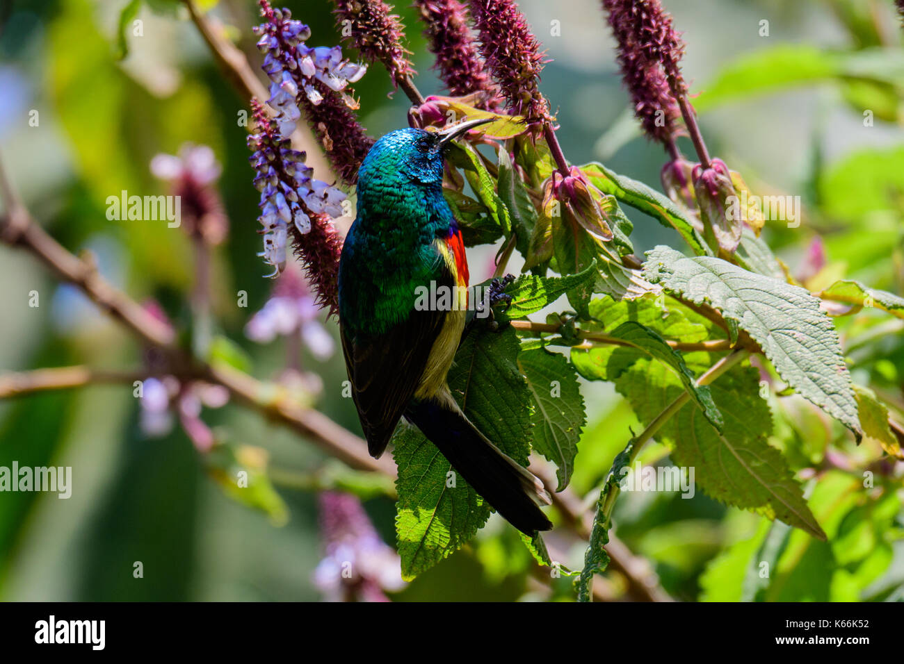 Rwenzori Doppel-collared Sunbird thront auf einem Zweig Stockfoto