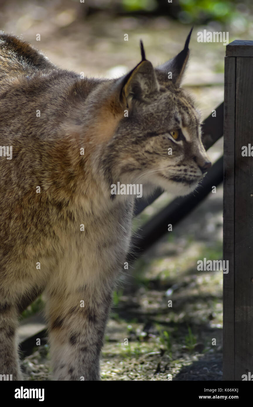 Lynx in seinem Gehäuse in einem Park im Norden von Frankreich Stockfoto