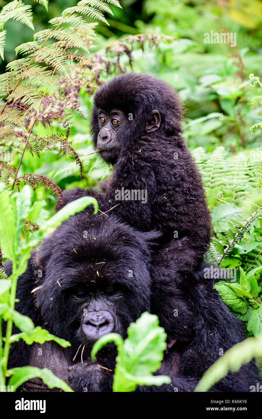 Spezielle Bindung von Mutter und Kind Mountain Gorilla Stockfoto