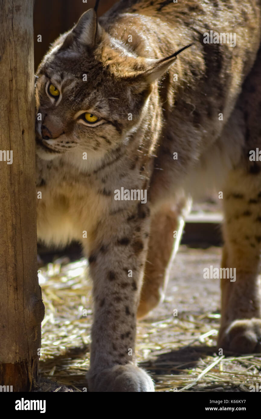 Lynx in seinem Gehäuse in einem Park im Norden von Frankreich Stockfoto