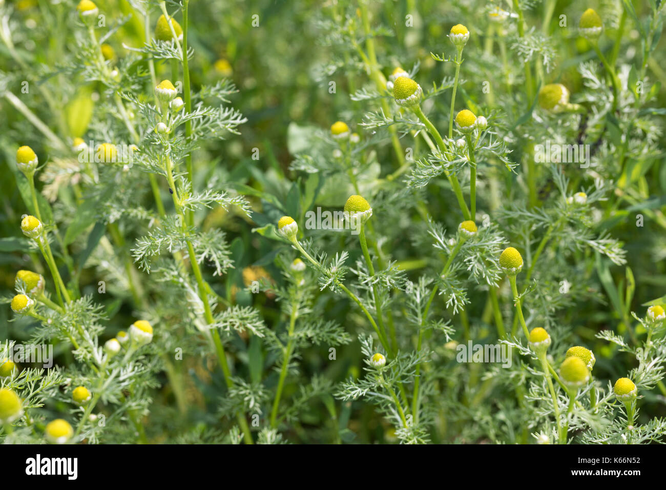 Strahlenlose Kamille, Pineappleweed, wilde Kamille, Matricaria Discoidea, Matricaria Matricarioides disc Mayweed, Matricaire sans Blatthäutchen Stockfoto