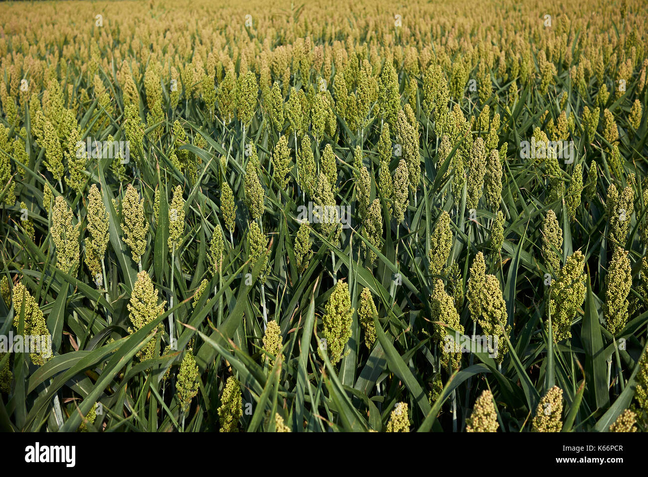 Sorghum bicolor Feld Stockfoto