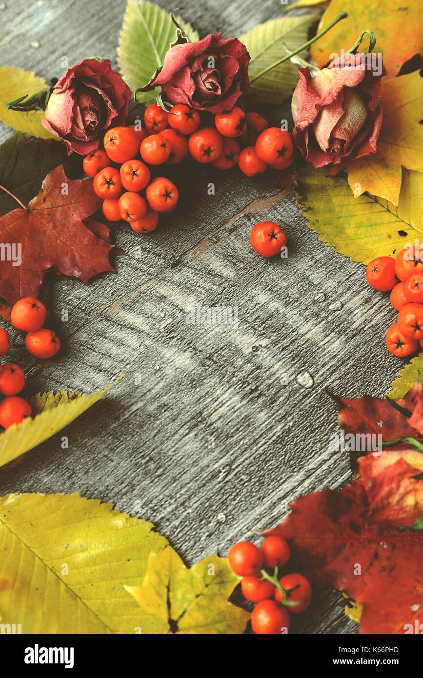 Herbst-Zusammensetzung Stockfoto