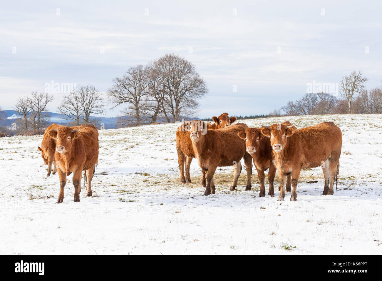 Herde junger Limousin Rinder und Kühe, Färsen und Ochsen in einem kalten Winter Bergspitze auf der Weide stehen im Schnee in die Kamera schaut Stockfoto