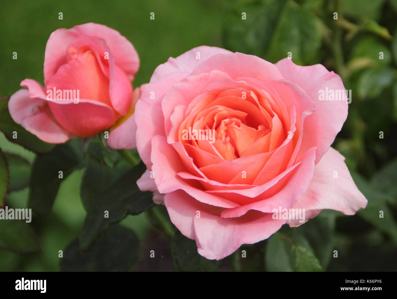 Rosa "schöne Frau", ein Hybrid Tea Rose in voller Blüte in einem Englischen Garten Bett im Sommer, Großbritannien Stockfoto