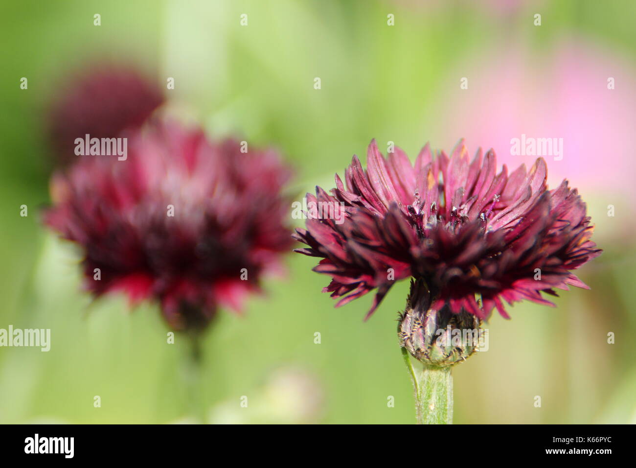 Schwarzer Ball Mit Kornblumen. Centaurea Cyanus 'Black Ball' eine dunkelviolette Kornblume. Britischer Garten. Stockfoto