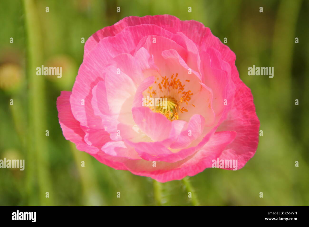 Wahre Shirley Mohn (Papaver rhoeas), anzeigen Silken Blütenblätter, in Pastellfarben gehalten und mit einer weißen Basis in einem Englischen kultiviert wildflower Meadow im Sommer Stockfoto