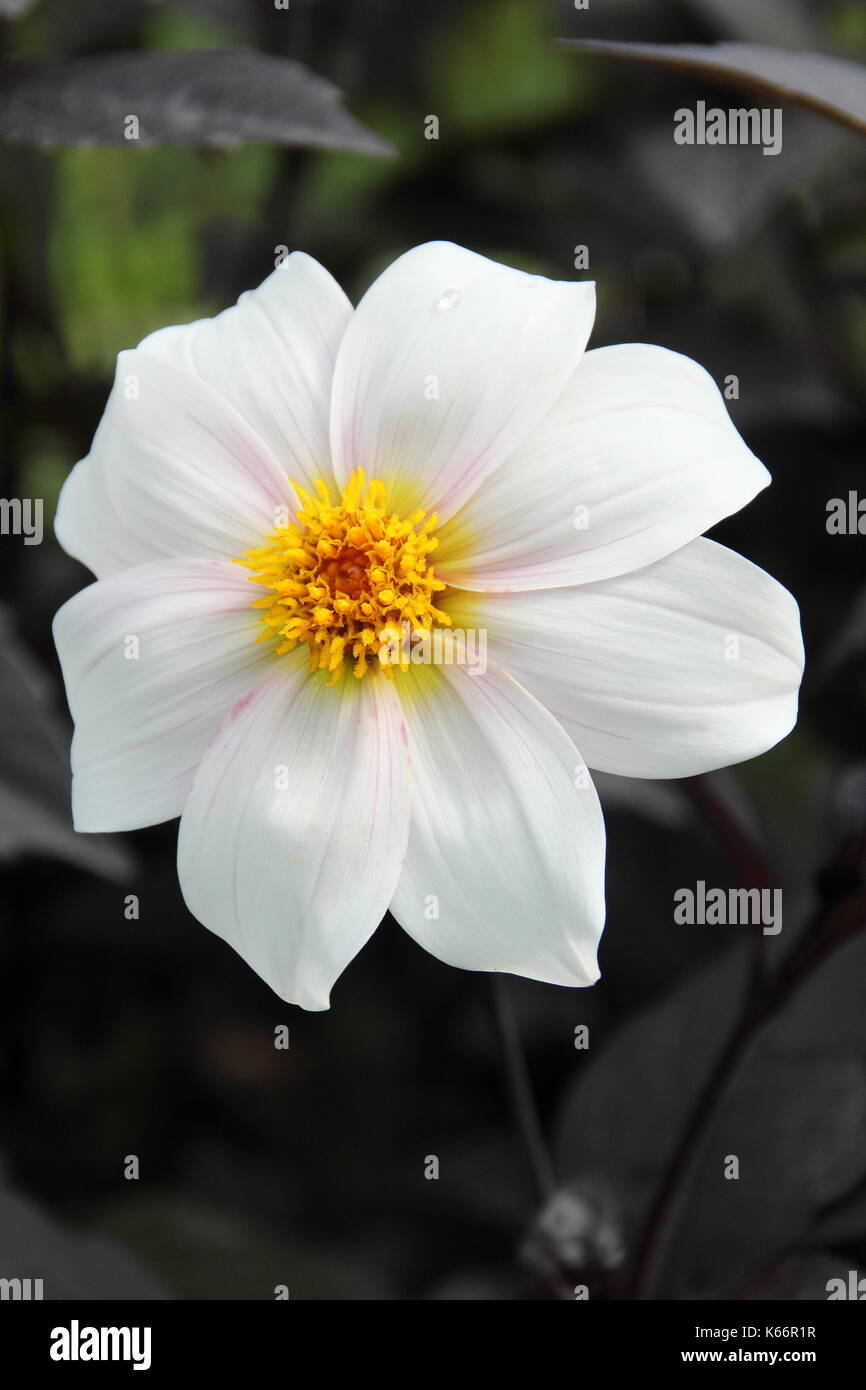 Schwarze dahlie blume Fotos und Bildmaterial in hoher Auflösung Alamy