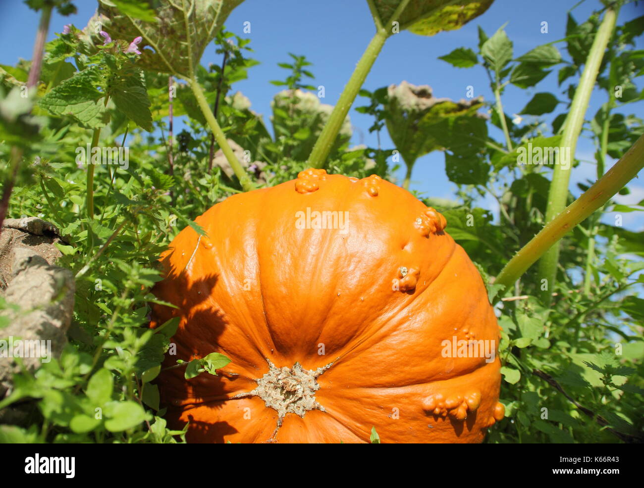 Ein Knucklehead Kürbis reift auf einem kürbisfeld in einem englischen Gemüsegarten im frühen Herbst Stockfoto