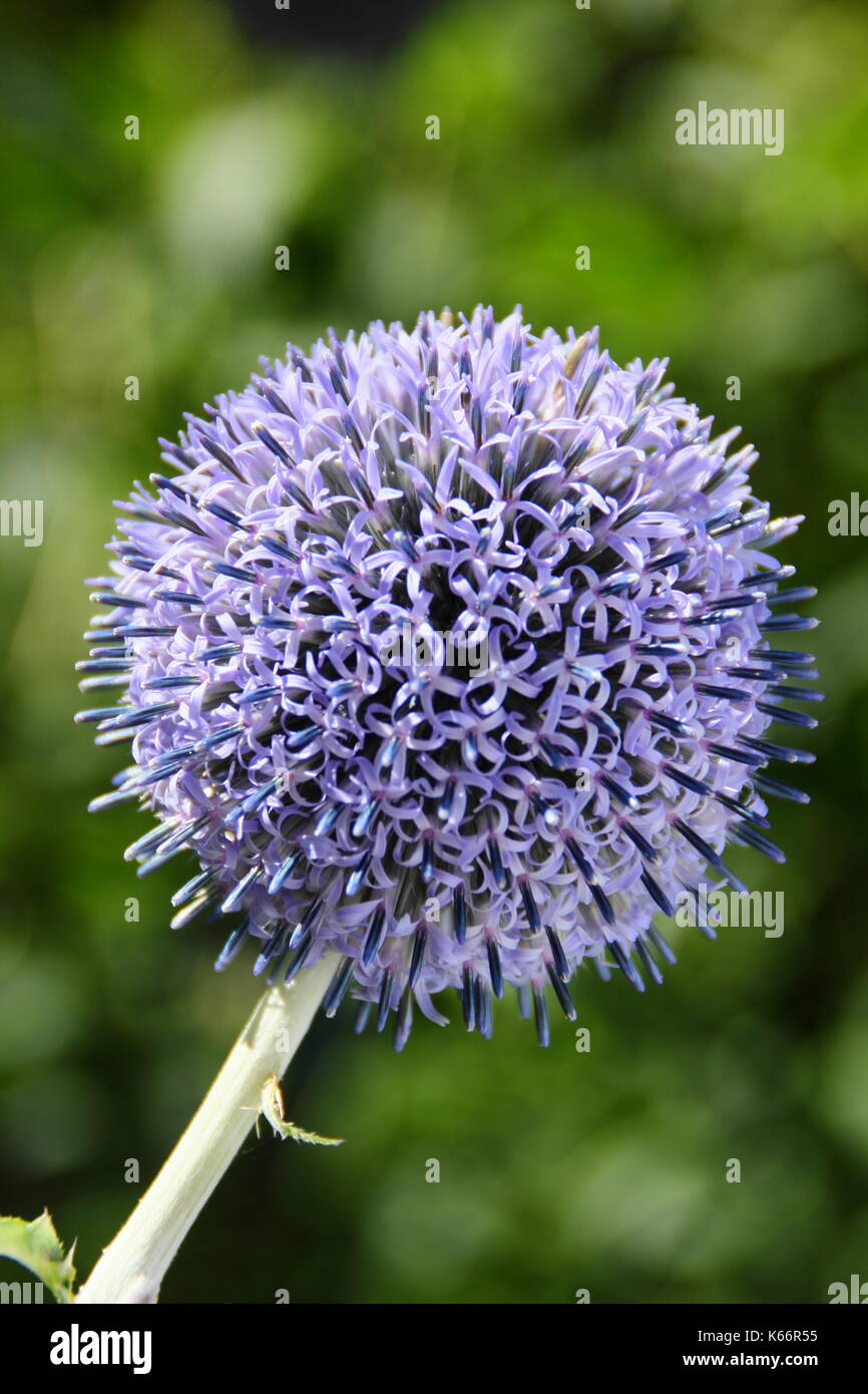 Globus Disteln (Echinops Bannaticus) "Taplow blue' Blume in einem Englischen Garten Grenze blüht im Sommer (Juli) Stockfoto