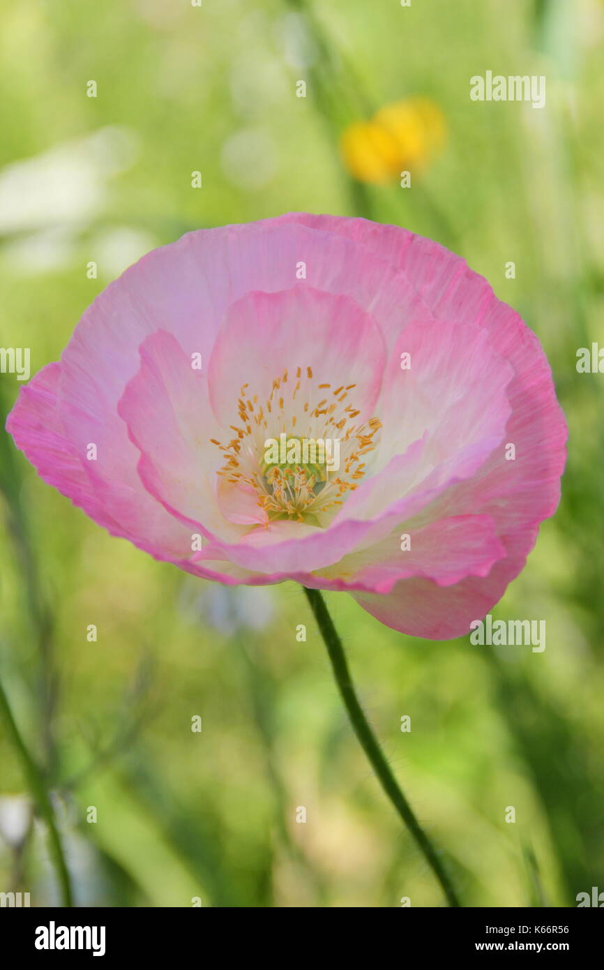 Wahre Shirley Mohn (Papaver rhoeas), anzeigen Silken Blütenblätter, in Pastellfarben gehalten und mit einer weißen Basis in einem Englischen kultiviert wildflower Meadow im Sommer Stockfoto