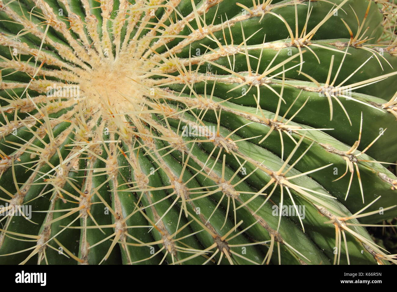 Fass Kaktus Nahaufnahme zeigen Rippen und Dornen - Ferocactus Glacescens Stockfoto