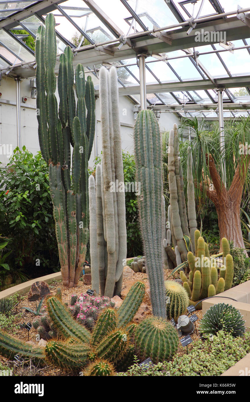 Kakteen und Sukkulenten in der Viktorianischen Glaspavillons, einem majestätischen Glasshouse in Sheffield Botanischen Gärten, Sheffield, Yorkshire UK angezeigt Stockfoto