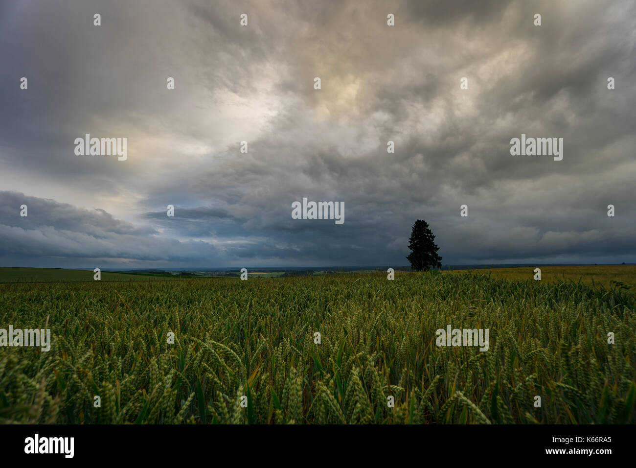 Deutschland-weiten Felder von Korn und ein einsamer Baum in der Dämmerung mit dramatischen Regen Wolken, Stockfoto