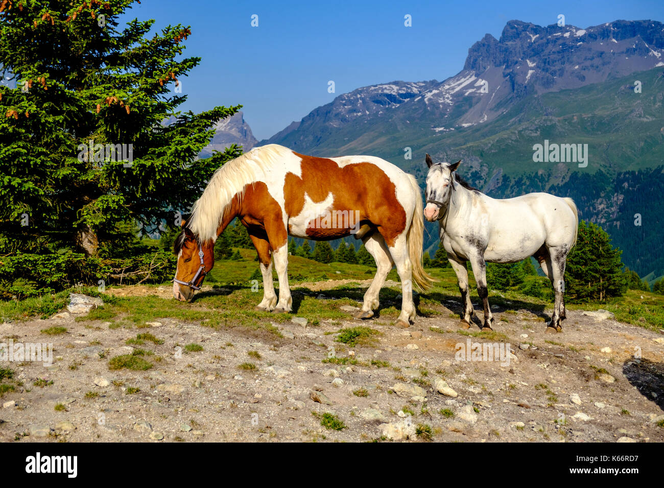 Pferde weiden auf den grünen Wiesen der Berghänge der Alp Flix Stockfoto