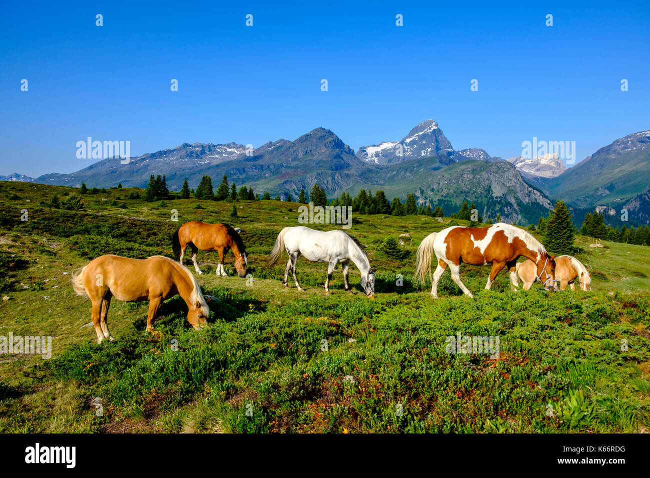 Pferde weiden auf den grünen Wiesen der Berghänge der Alp Flix Stockfoto
