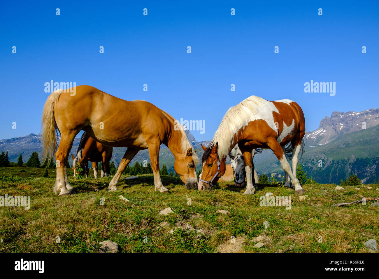 Pferde weiden auf den grünen Wiesen der Berghänge der Alp Flix Stockfoto