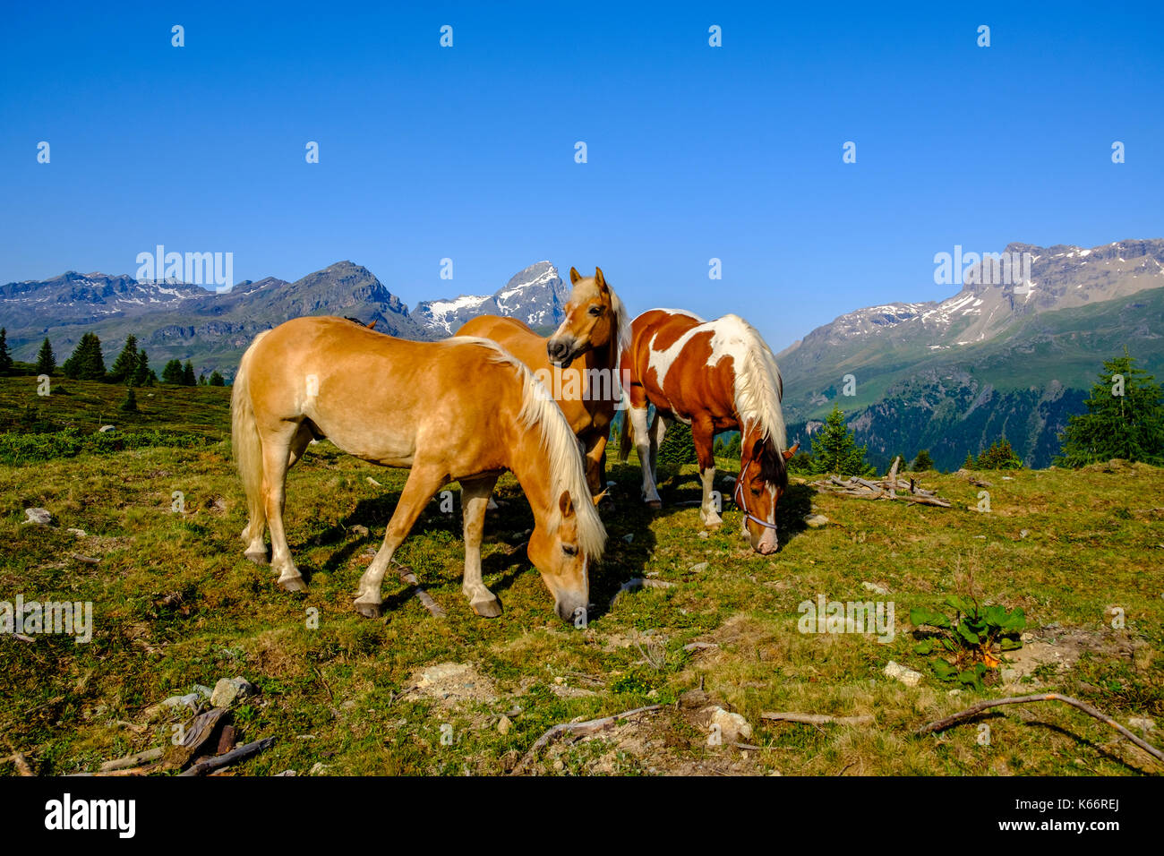 Pferde weiden auf den grünen Wiesen der Berghänge der Alp Flix Stockfoto