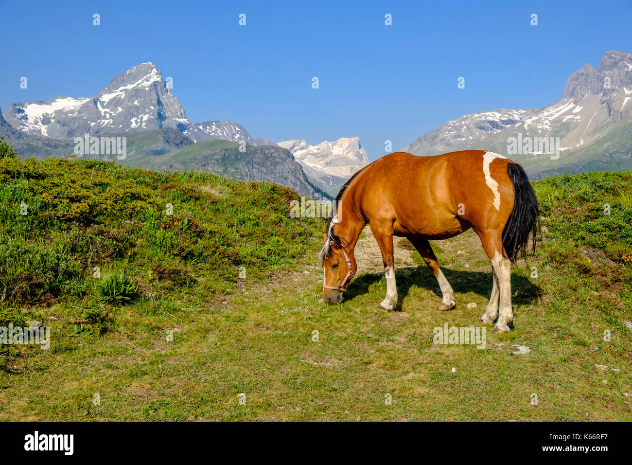 Ein Pferd grast auf den grünen Wiesen der Berghänge der Alp Flix Stockfoto