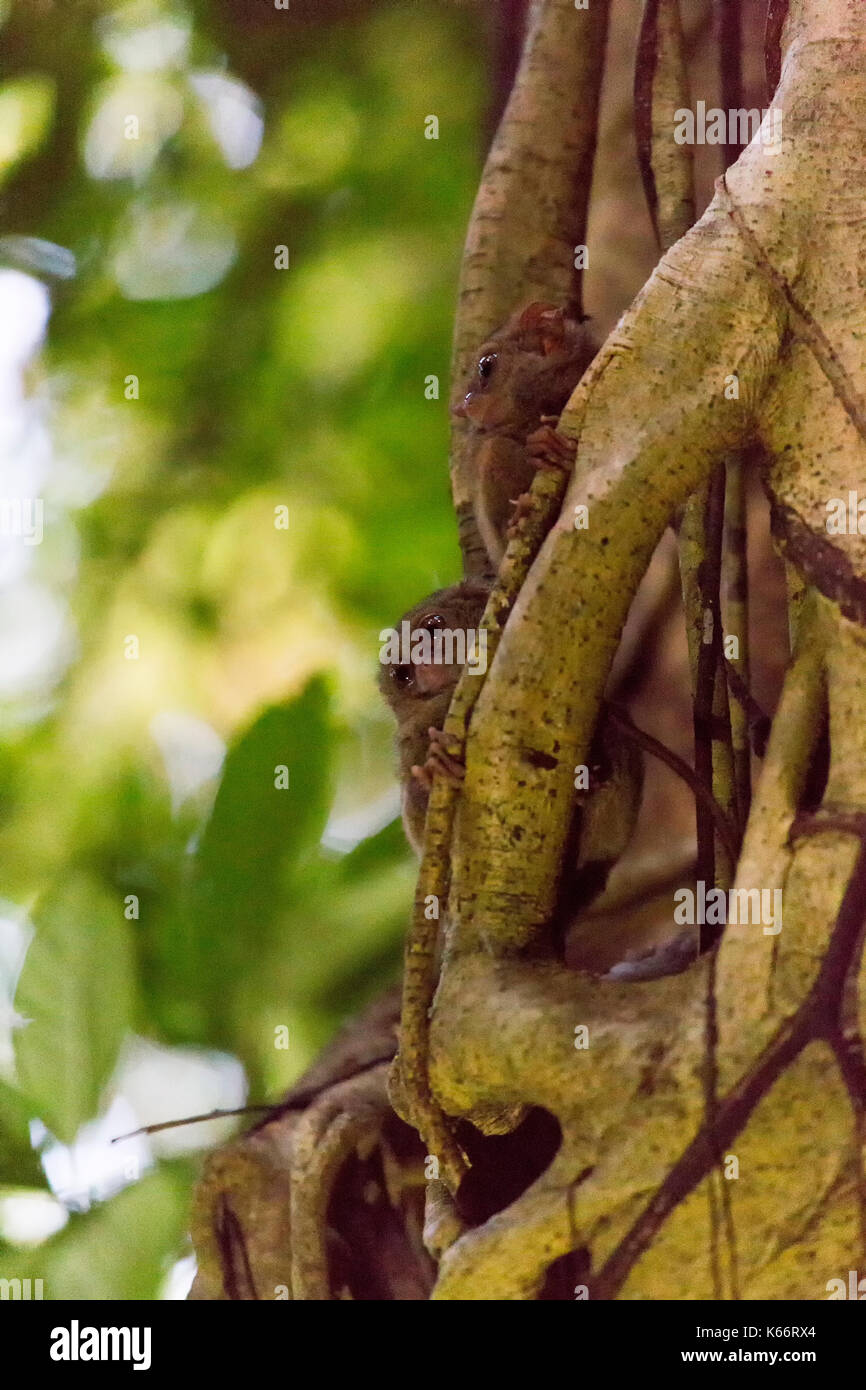 Tarsius auf einem Baum an der Tangkoko National Park Stockfoto