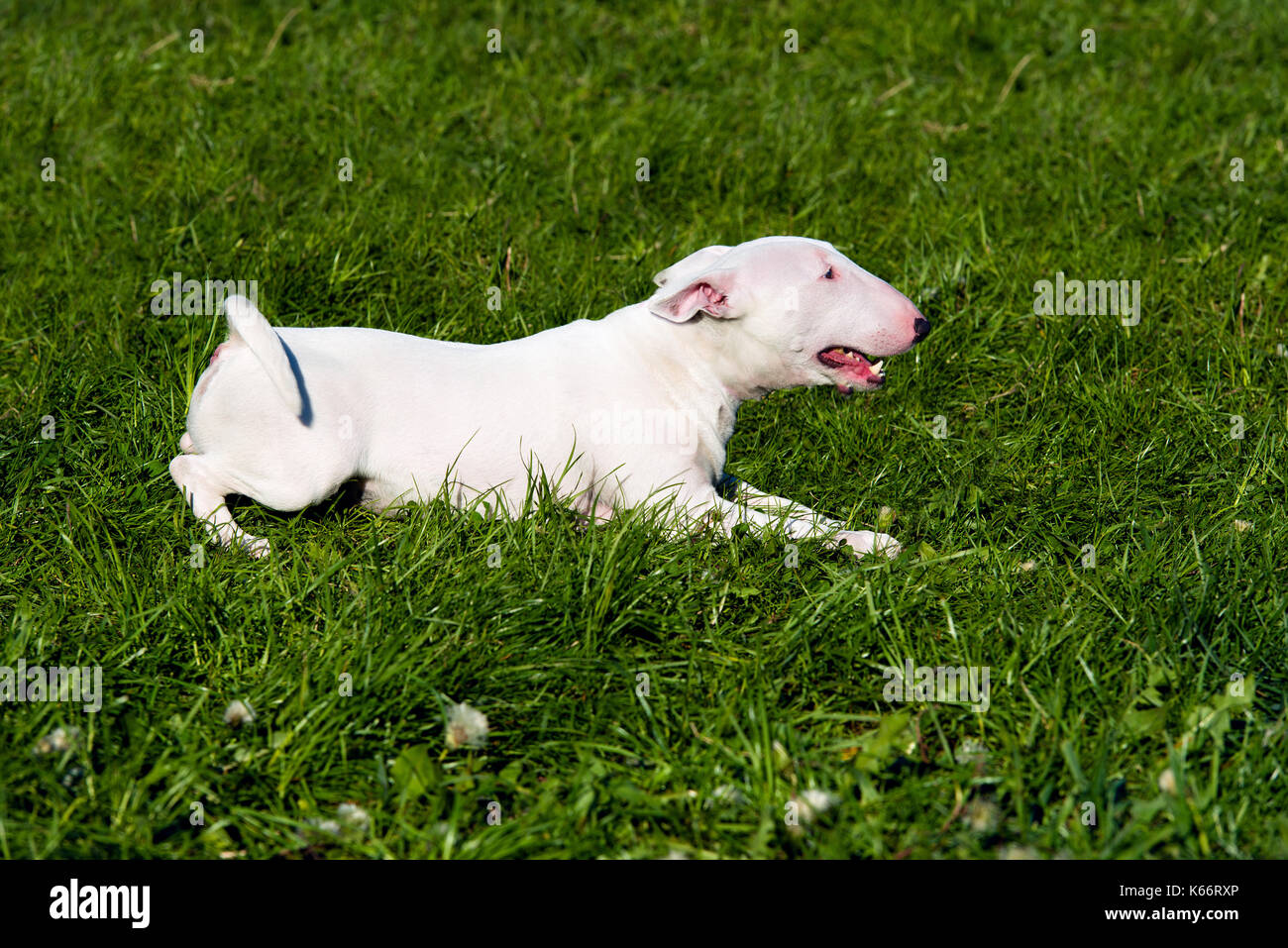 Bull Terrier sitze. Bull Terrier sitzen auf dem Rasen des Parks. Stockfoto