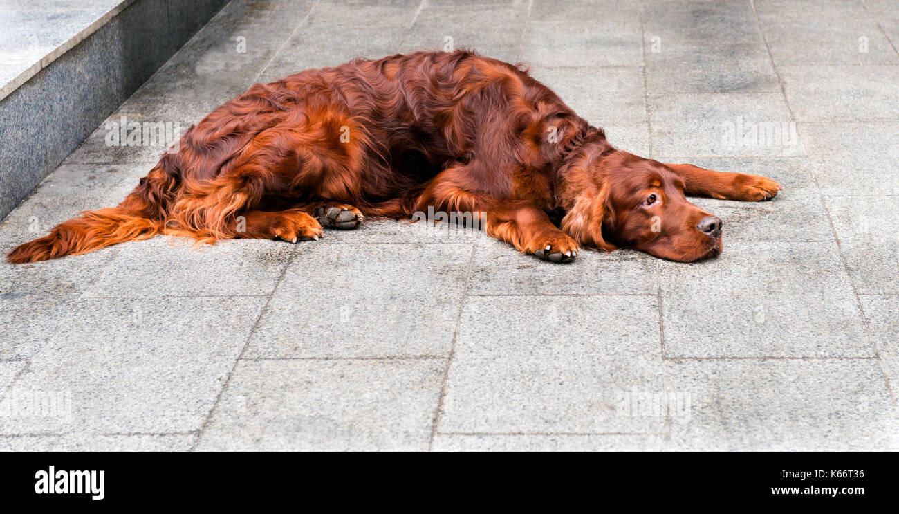 Irish Setter niederzuwerfen. Irish Setter auf dem Boden liegt. Stockfoto