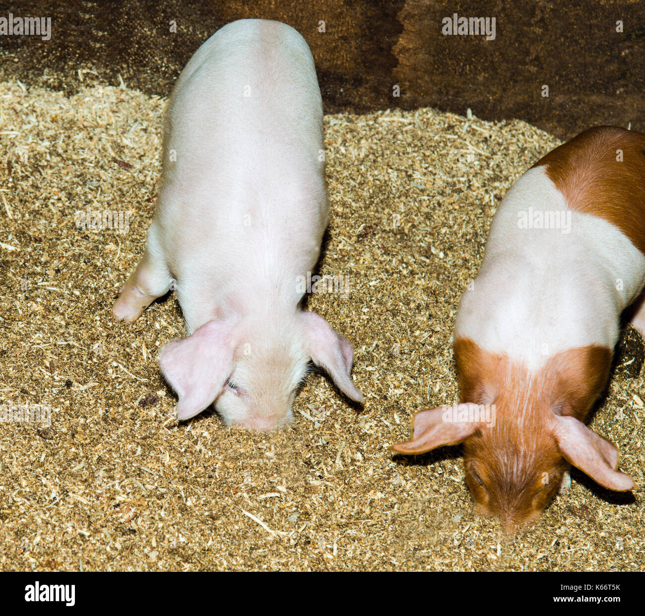 Die Ferkel seinen Rüssel in das Sägemehl verstecken. Stockfoto