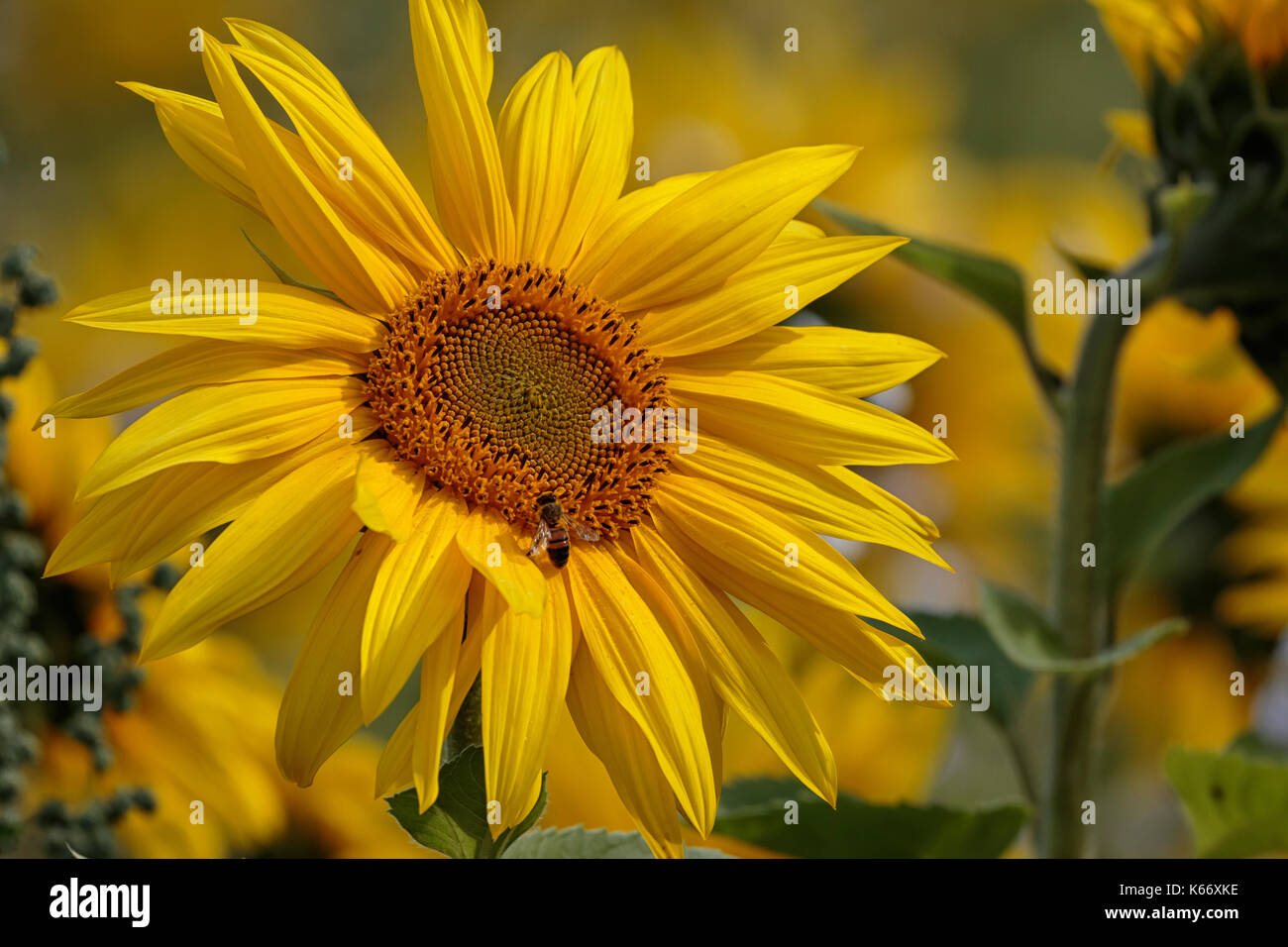 Leuchtend gelb, Felder von Sonnenblumen. Stockfoto