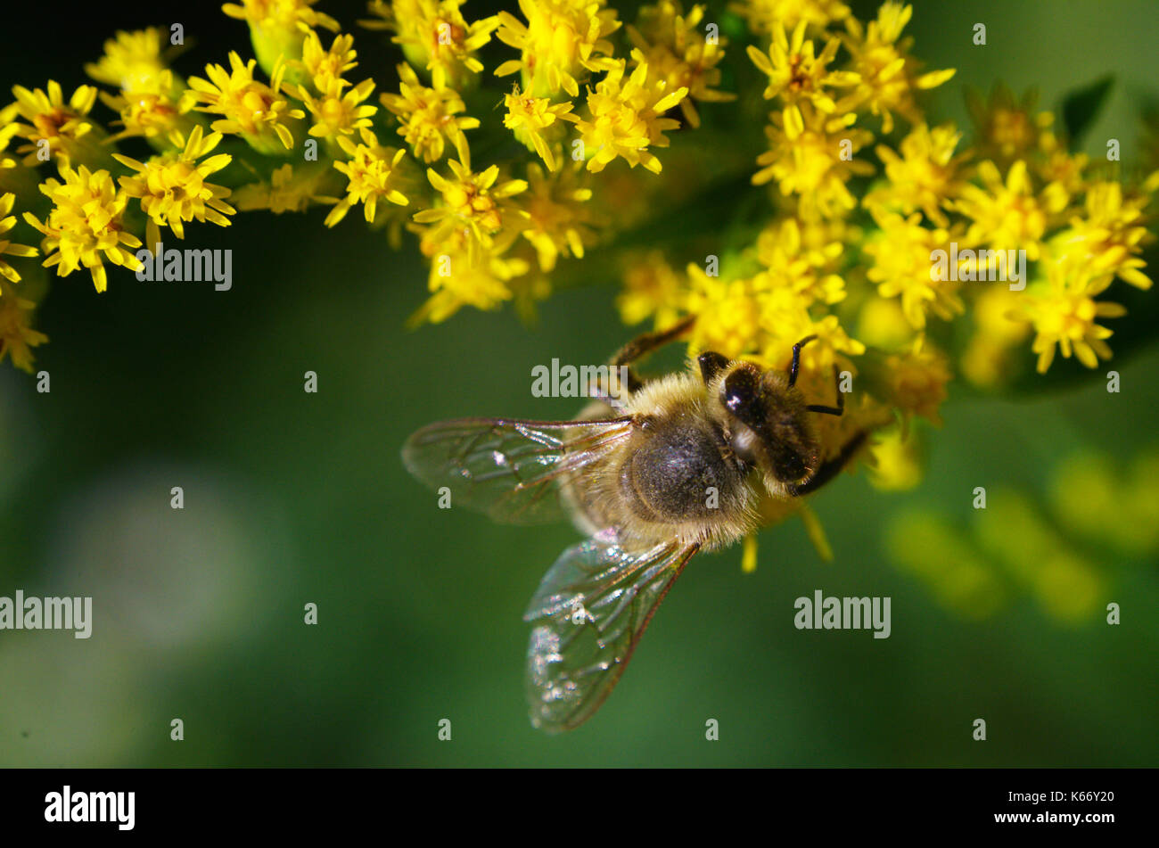 Honigbiene füttert auf gelben Goldruten bestäuben Blüten Nektar Pollen, Makro Nahaufnahme Foto von Insekten, Kanada. Stockfoto