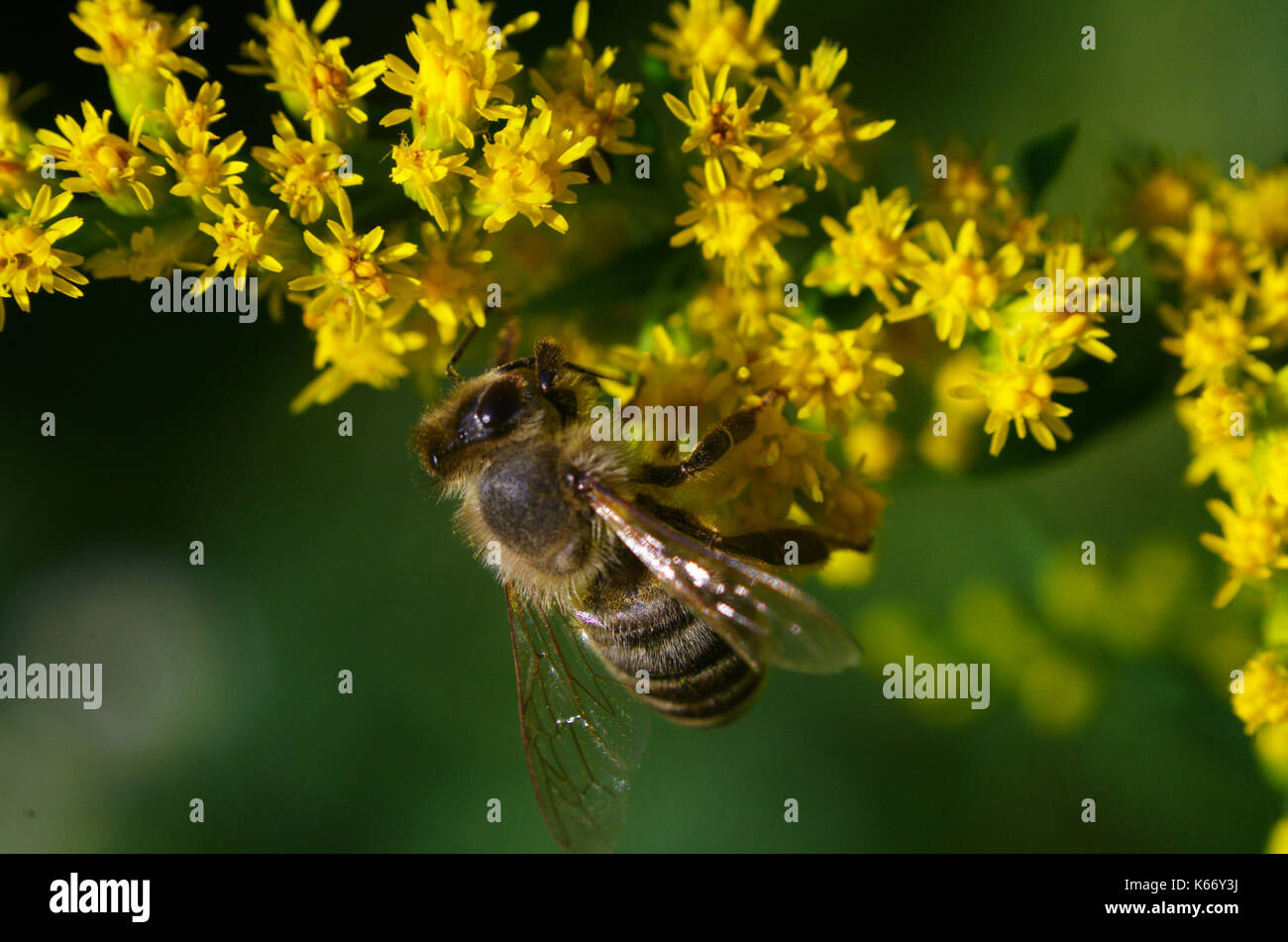 Honigbiene füttert auf gelben Goldruten bestäuben Blüten Nektar Pollen, Makro Nahaufnahme Foto von Insekten, Kanada. Stockfoto