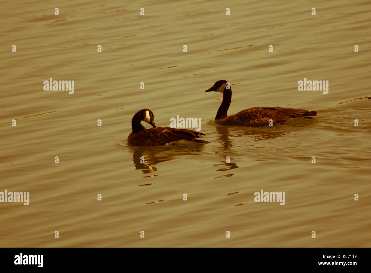 Vögel Herde zusammen Stockfoto