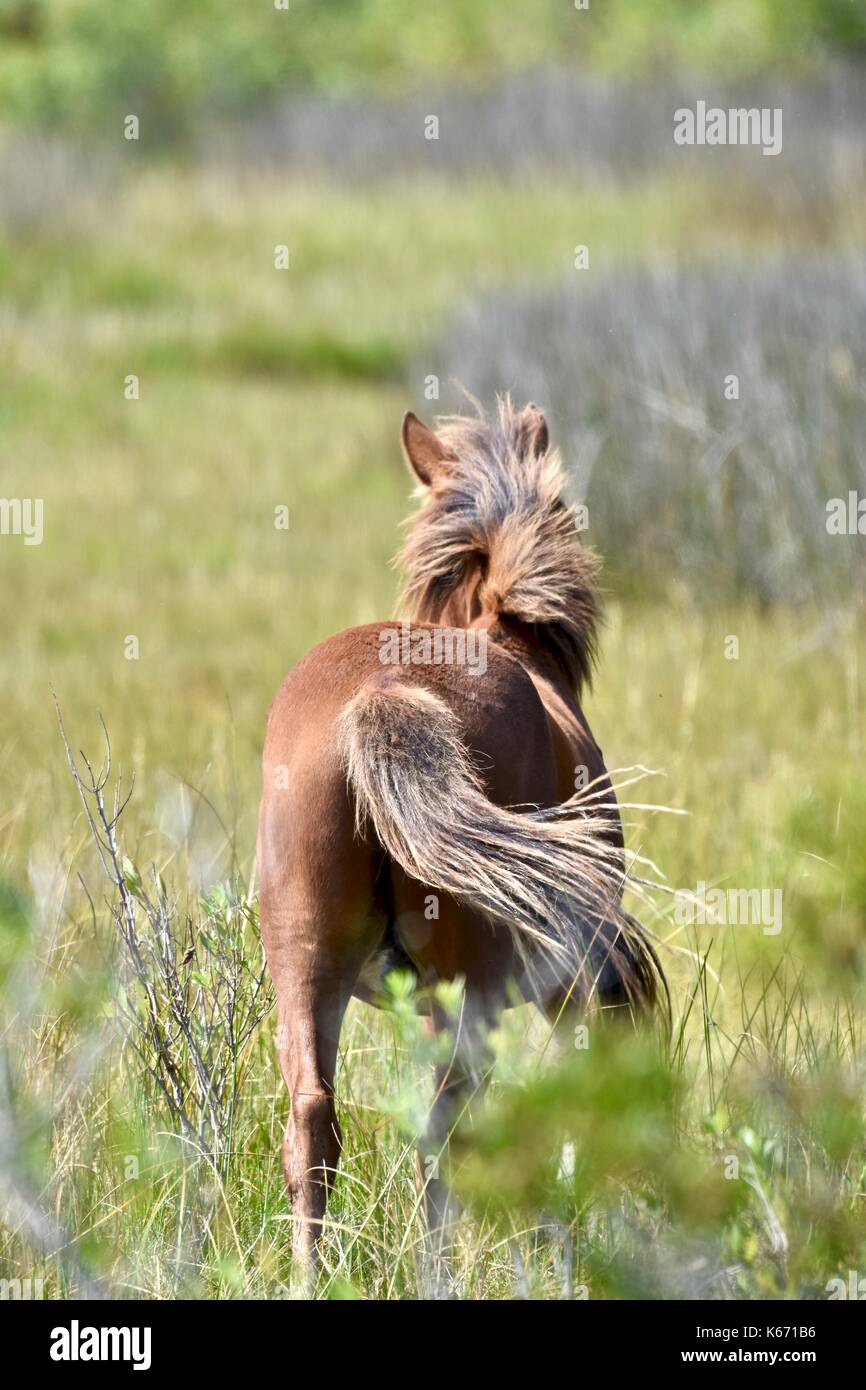 Wildes Pferd (Equus caballus) der Assateague Island National Seashore Stockfoto