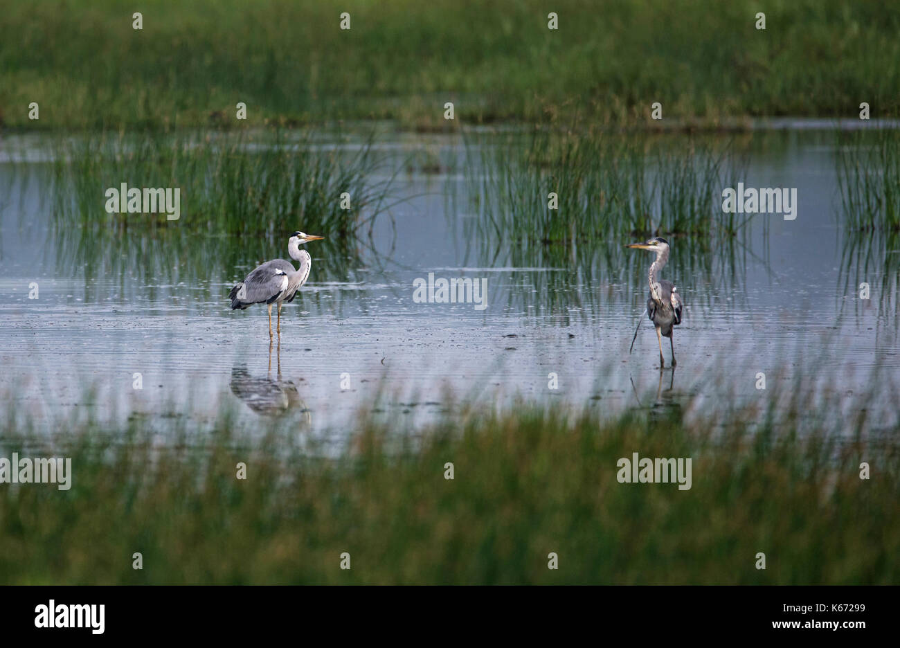 Graureiher Vögel im Wasser sich einander Stockfoto