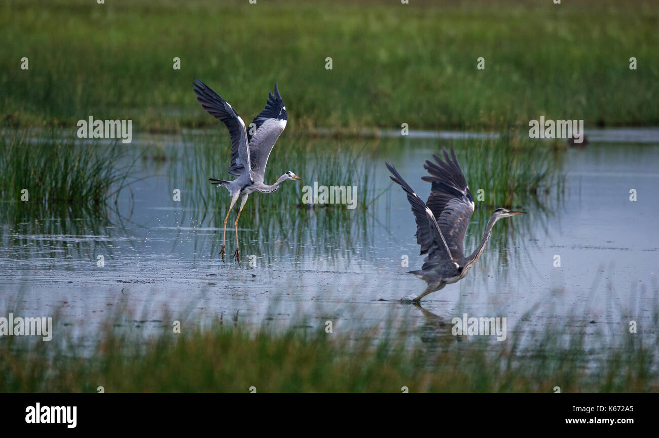 Graureiher Vögel kämpfen für Jagdgebiet Stockfoto