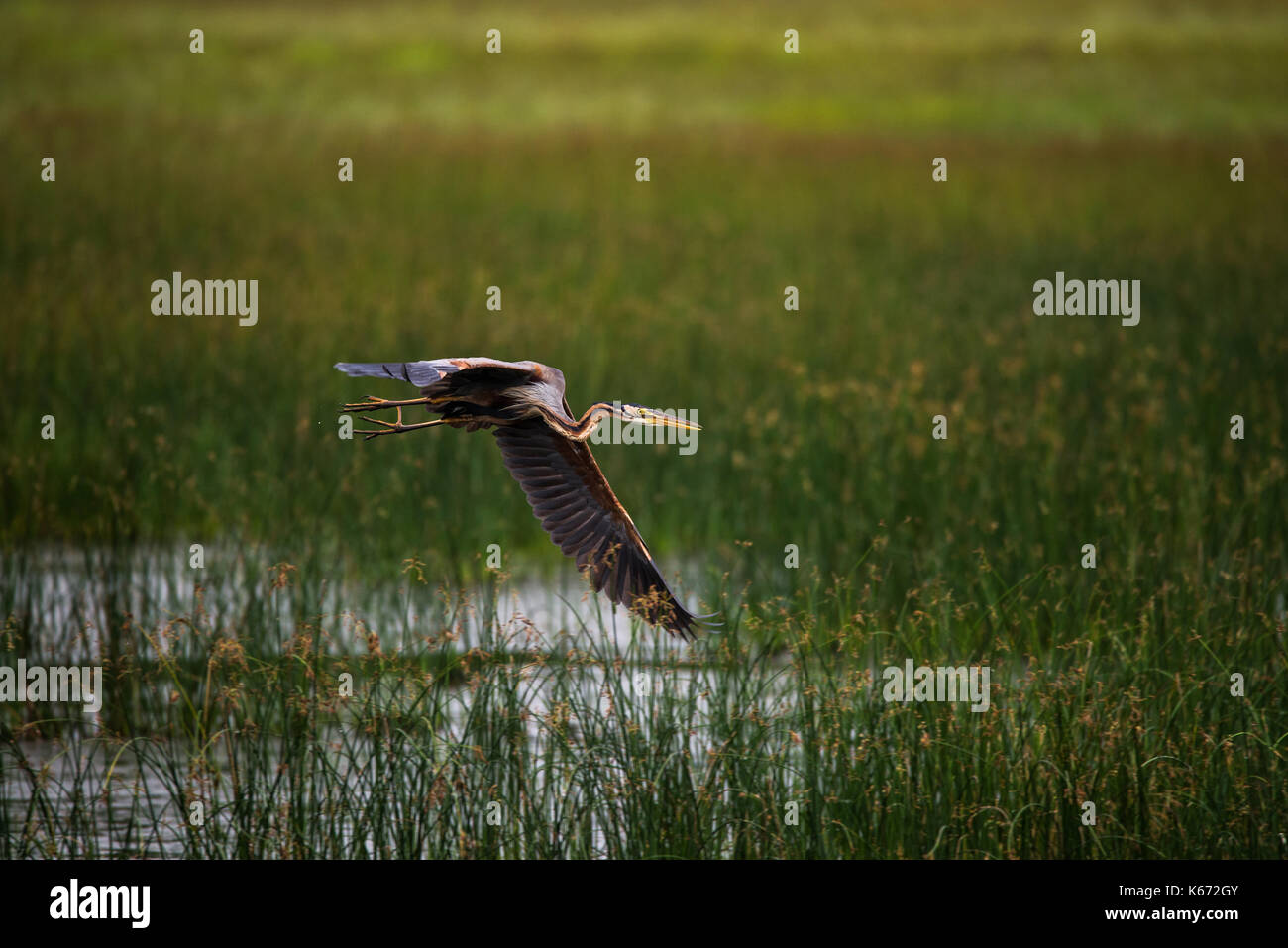 Ein Purpurreiher Vogel fliegen über Reisfelder Stockfoto