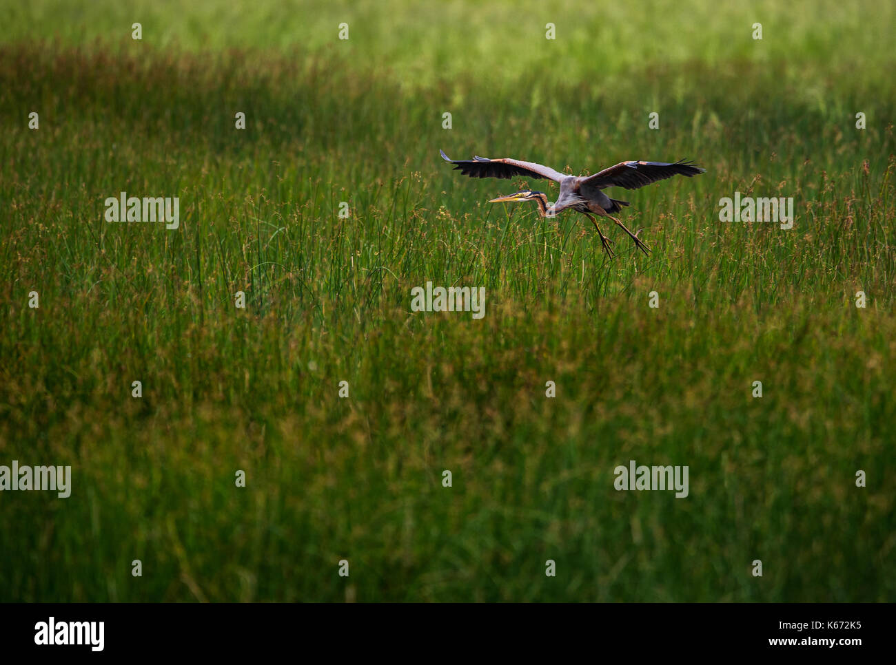 Purpurreiher Vogel über Reisfelder am Morgen fliegen Stockfoto