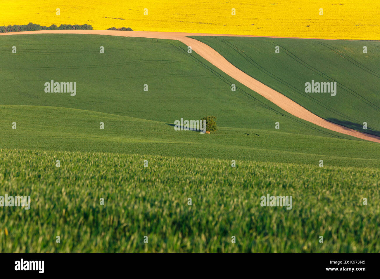 Landwirtschaftliche Flächen mit frischen Pflanzen. Großtechnische Produktion, Landwirtschaft, Lebensmittelproduktion Konzept und strukturierten Hintergrund mit kopieren. Stockfoto